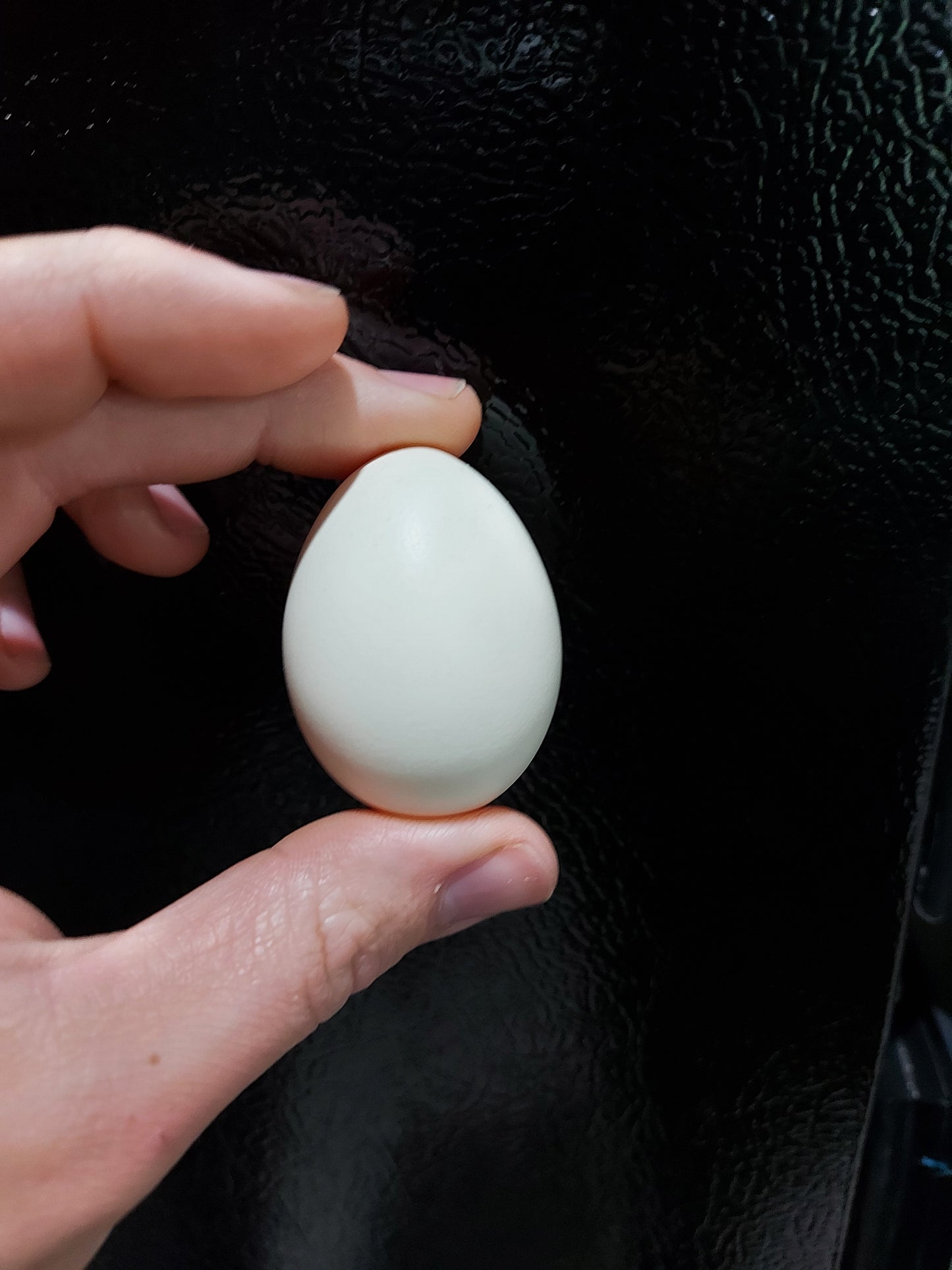 Fresh Farm Eggs