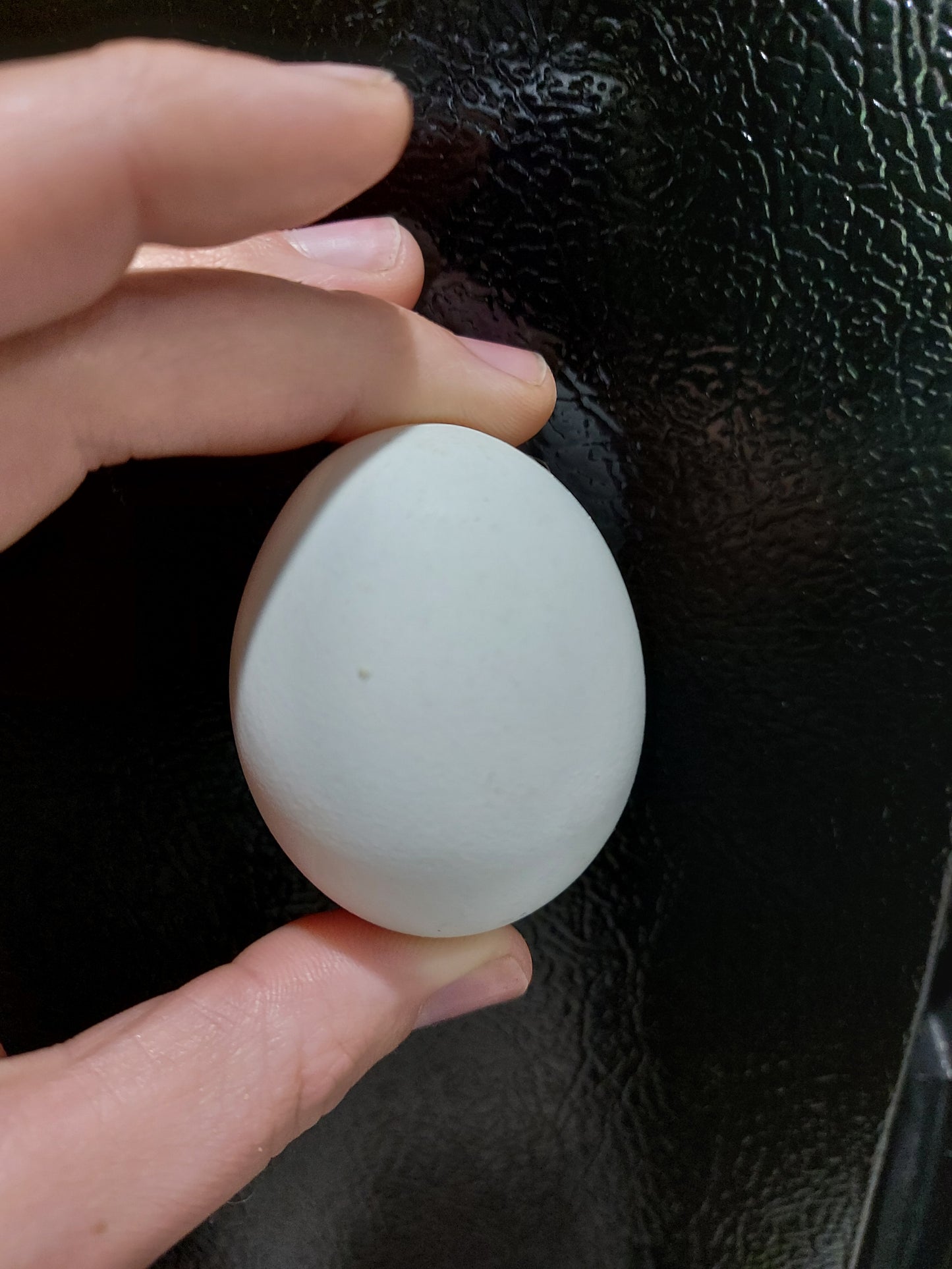 Fresh Farm Eggs